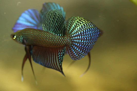 Pure Wild Betta Smaragdina Guitar Green HIGH QUALITY MALE - FranksBettas