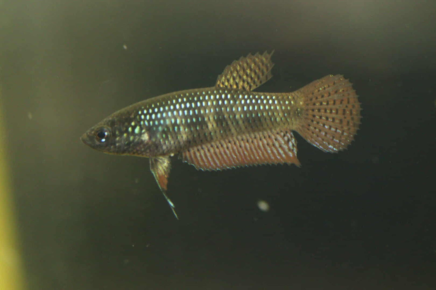 Wild Betta Smaragdina Guitar Carbon Female - High quality - FranksBettas
