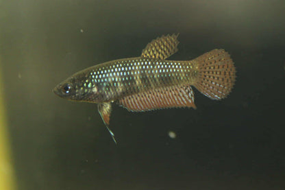 Wild Betta Smaragdina Guitar Carbon Female - High quality - FranksBettas