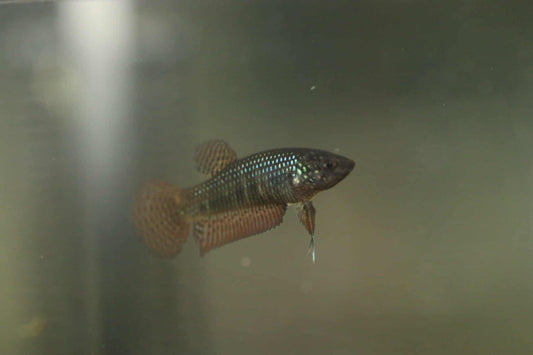 Wild Betta Smaragdina Guitar Carbon Female - High quality - FranksBettas
