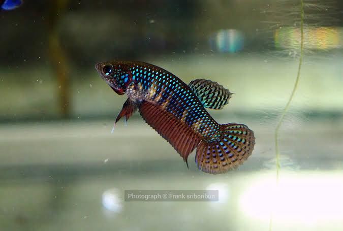 Pure Wild Betta Smaragdina Guitar Female High Quality - FranksBettas Bloodline