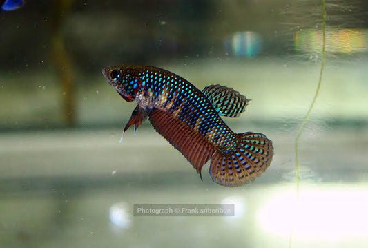 Pure Wild Betta Smaragdina Guitar Female High Quality - FranksBettas Bloodline