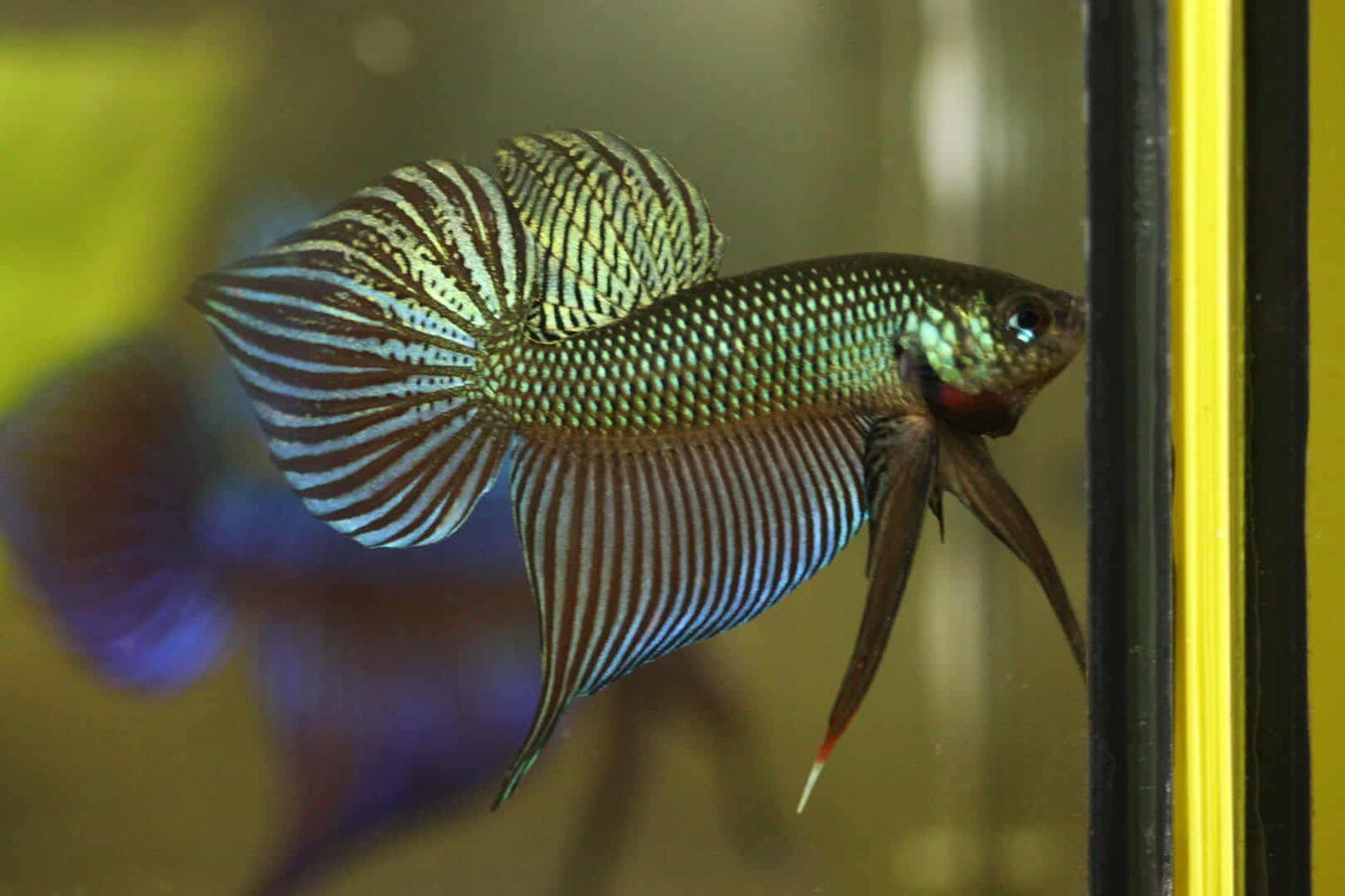 Pure Wild Betta Smargadina Green High Quality Male - FranksBettas Bloodlines