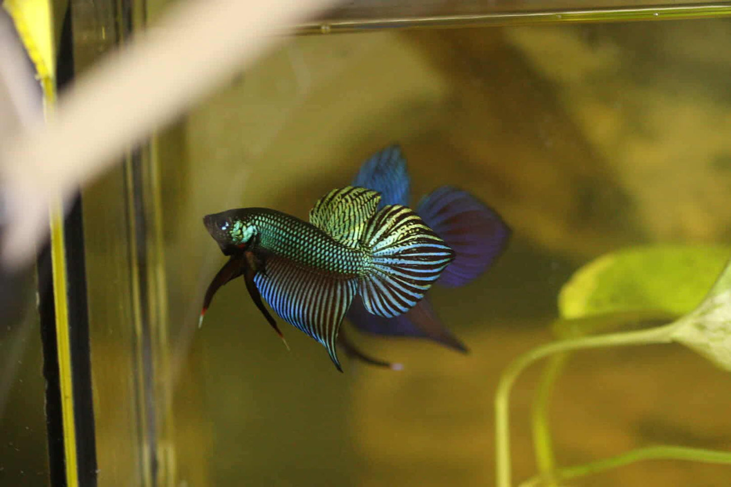 Pure Wild Betta Smargadina Green High Quality Male - FranksBettas Bloodlines