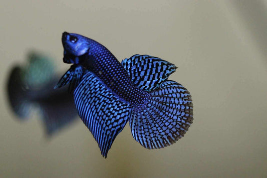 Alien Betta largetail Male - Rare - FranksBettas Bloodline