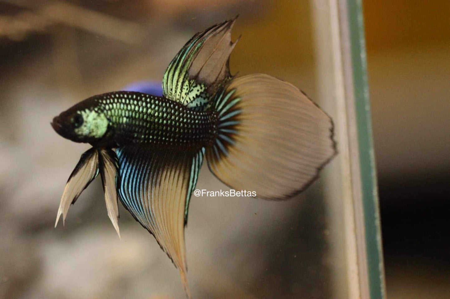 Betta Imbellis Green yellow Veiltail Male