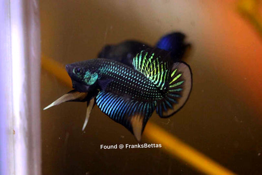 Wild Betta imbellis Green yellow sunrise Hybrid Male - FranksBettas Bloodline