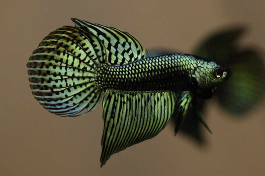 Alien Betta Largetail Male Hybrid  Green - Rare - FranksBettas Bloodline