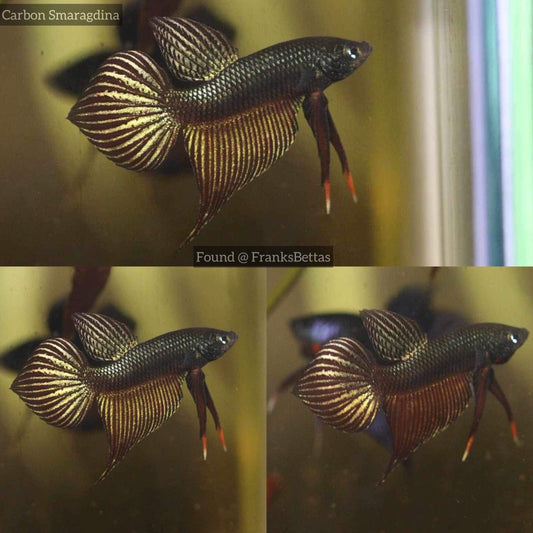 Rare Betta Smaragdina CARBON Male & Female Pair