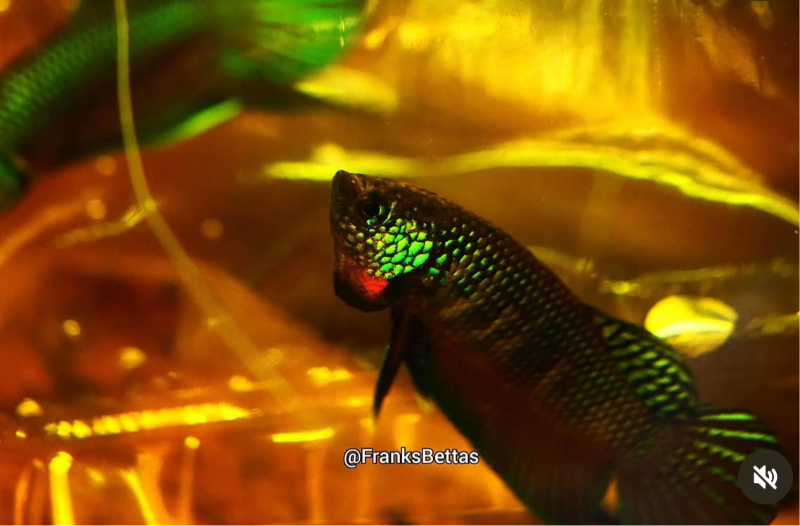Pure Wild Betta Stiktos PAIR - Original Rare Species Stung Treng Cambodia - FranksBettas bloodlines