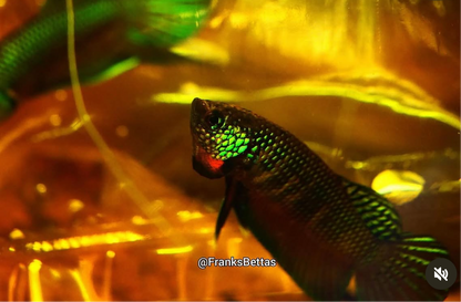 Pure Wild Betta Stiktos PAIR - Original Rare Species Stung Treng Cambodia - FranksBettas bloodlines