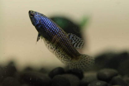 Aliens Sorority pack 4 females different colors!