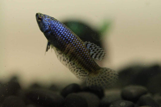 Alien Betta sorority bundle 4 Colorful Females! - FranksBettas Bloodlines