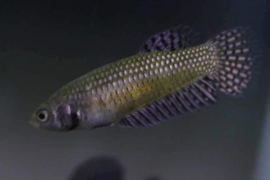 Wild Betta Alien Copper High Quality Female – FranksBettas Genetics