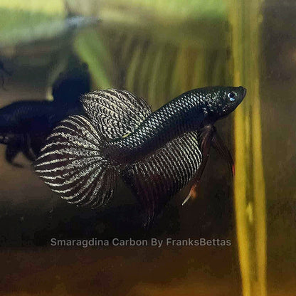 Rare Betta Smaragdina CARBON Male & Female Pair