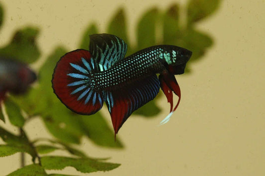 Pure Wild Betta Imbellis High quality Male - FranksBettas Bloodline
