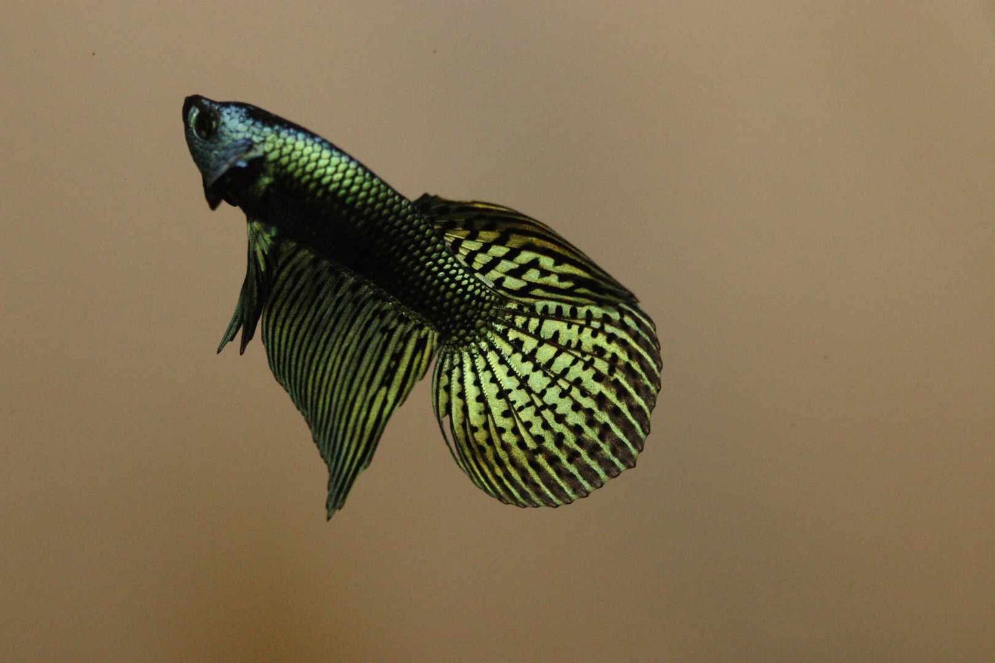Alien Halfmoon Largetail Male - Green