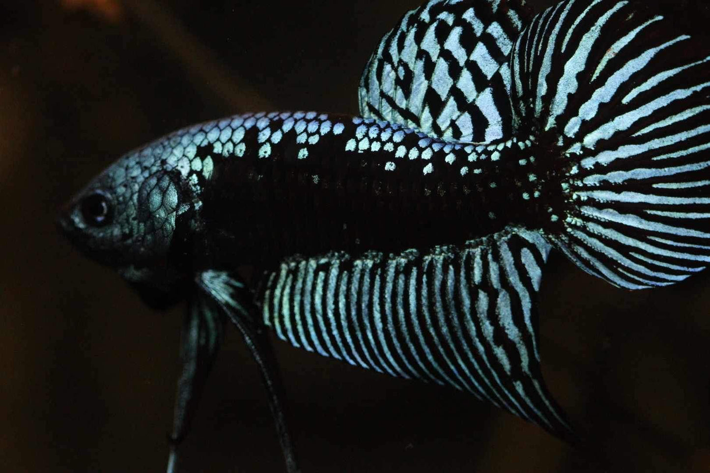 Alien Samurai Steel Grey Male