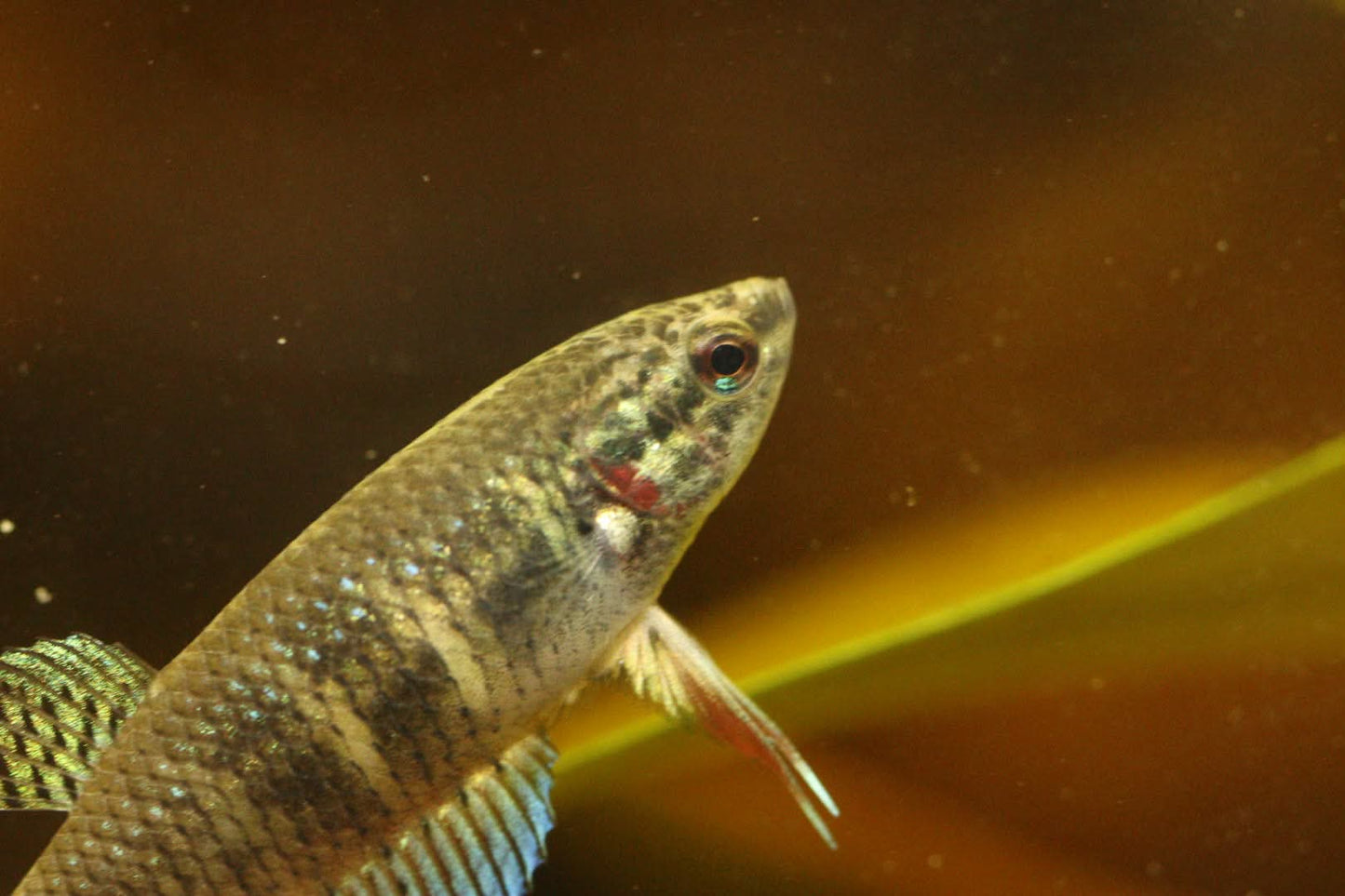 Wild original betta Splenden  Female