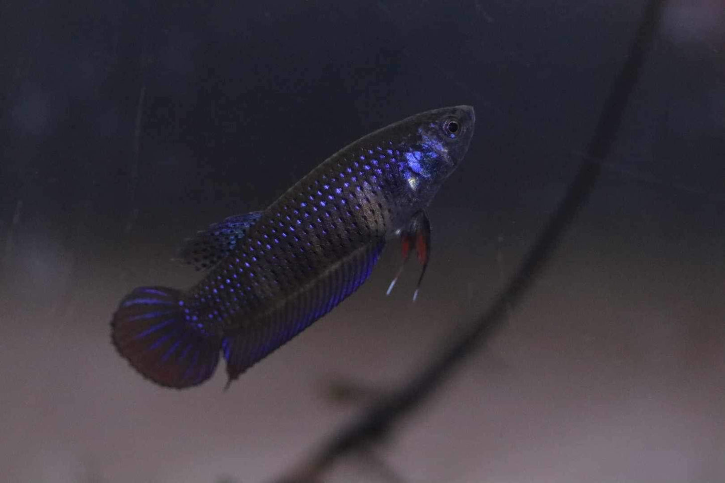 Wild Betta Imbellis Blue  HIGH QUALITY FEMALE- FranksBettas Genetics