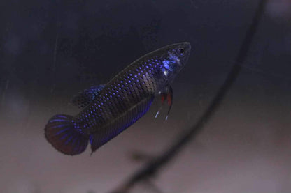 Wild Betta Imbellis Blue  HIGH QUALITY FEMALE- FranksBettas Genetics