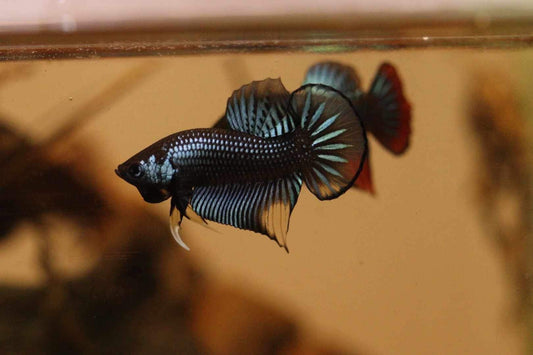 Wild Betta Imbellis Grey Yellow Hybrid - High Quality Male - FranksBettas Bloodlines