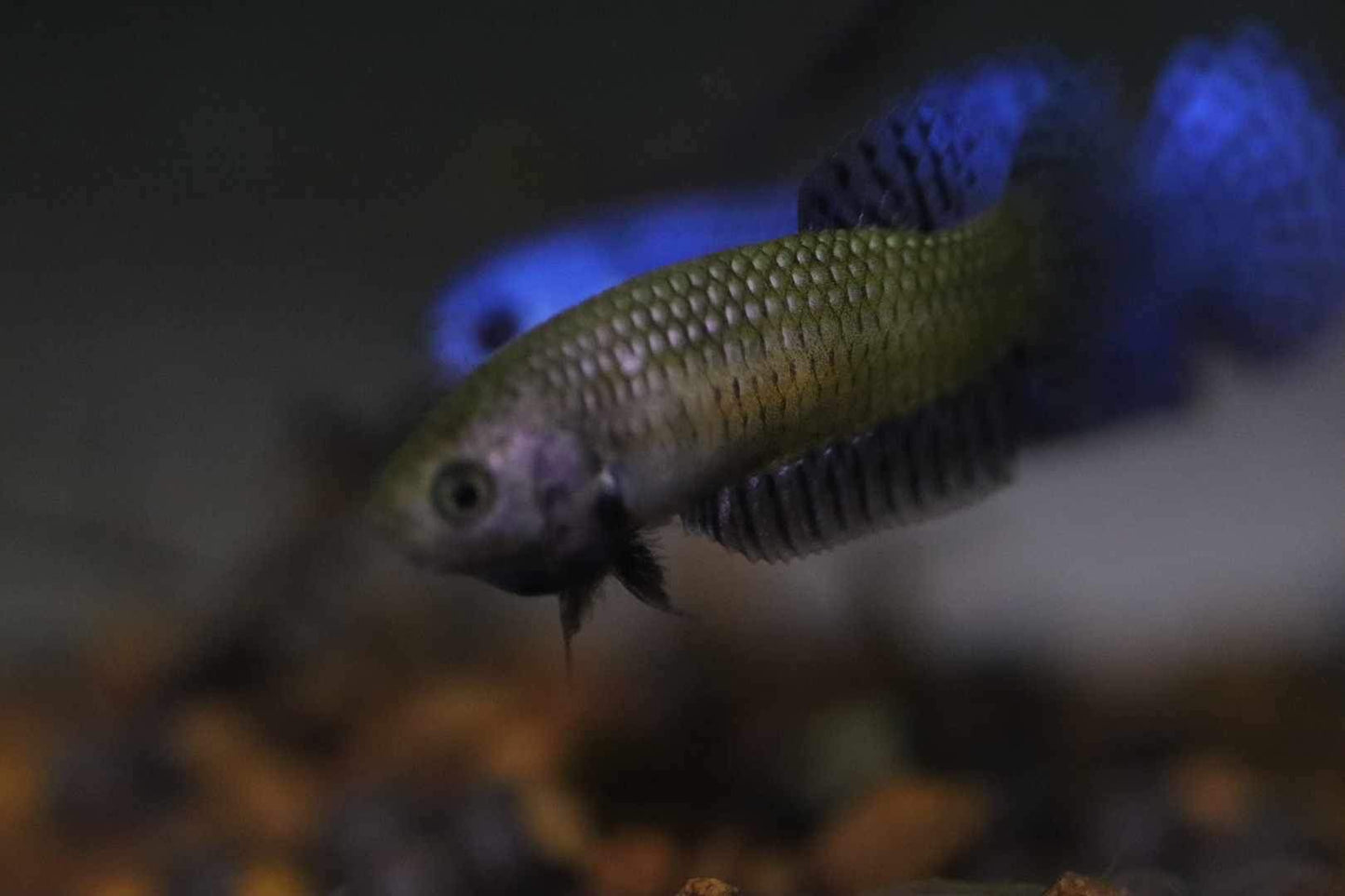 Wild Betta Alien Copper High Quality Female – FranksBettas Genetics