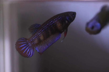Wild Betta Imbellis Blue  HIGH QUALITY FEMALE- FranksBettas Genetics