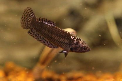 Alien Samurai Copper Female
