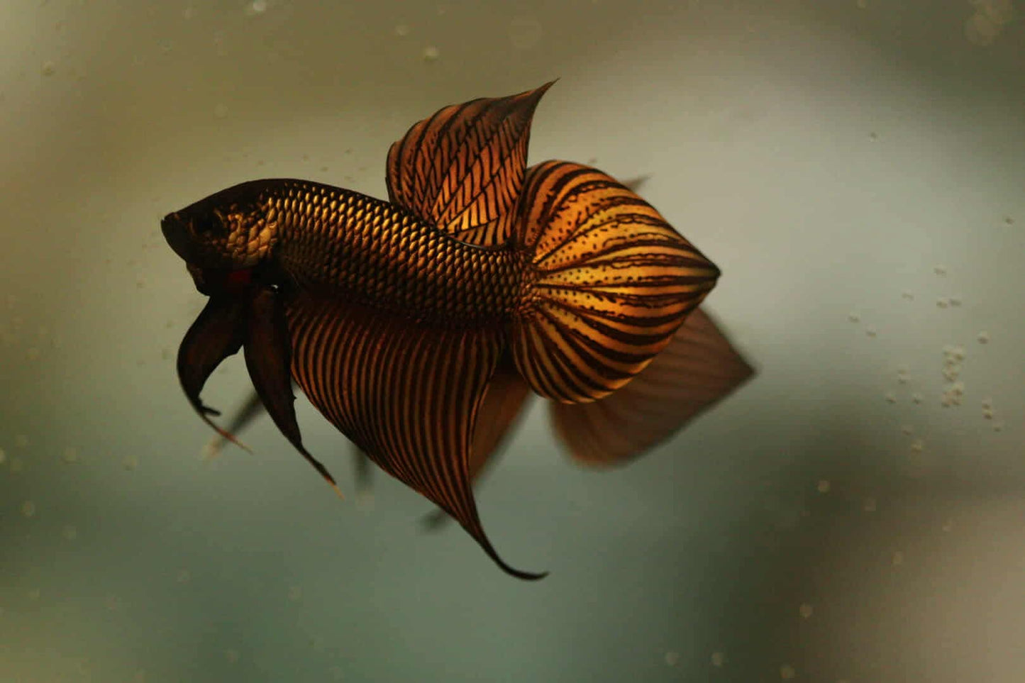 Wild Betta Smaragdina Copper Hybrid High quality Male - FranksBettas Bloodlines