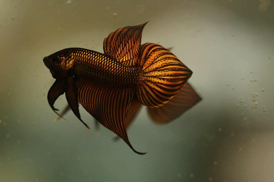 Wild Betta Smaragdina Copper Hybrid High quality Male - FranksBettas Bloodlines