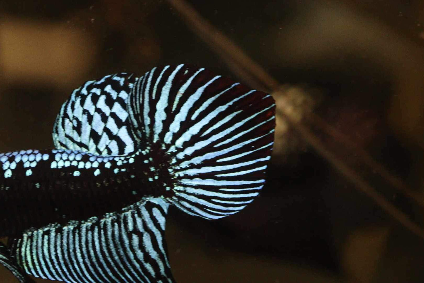 Alien Samurai Steel Grey Male