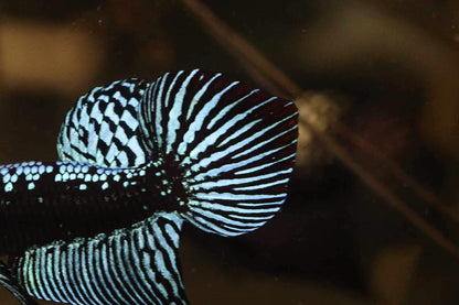 Alien Samurai Steel Grey Male