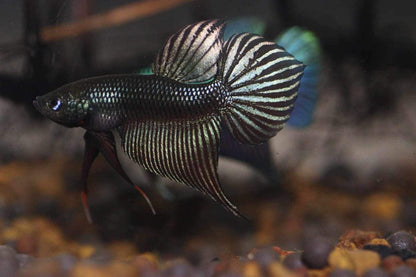 Smaragdina Carbon Male - Rare unique line from FranksBettas