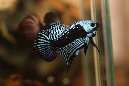 Alien Samurai Steel Grey Male