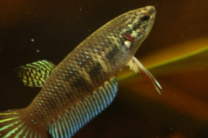 Wild original betta Splenden  Female