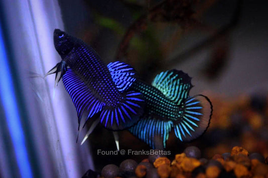 Wild Betta Siambellis Blue yellow sunrise Male Hybrid - FranksBettas Bloodline