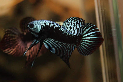 Alien Samurai Steel Grey Male