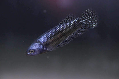 Wild Betta Alien Hybrid Steel Grey High Quality Female – FranksBettas Genetics