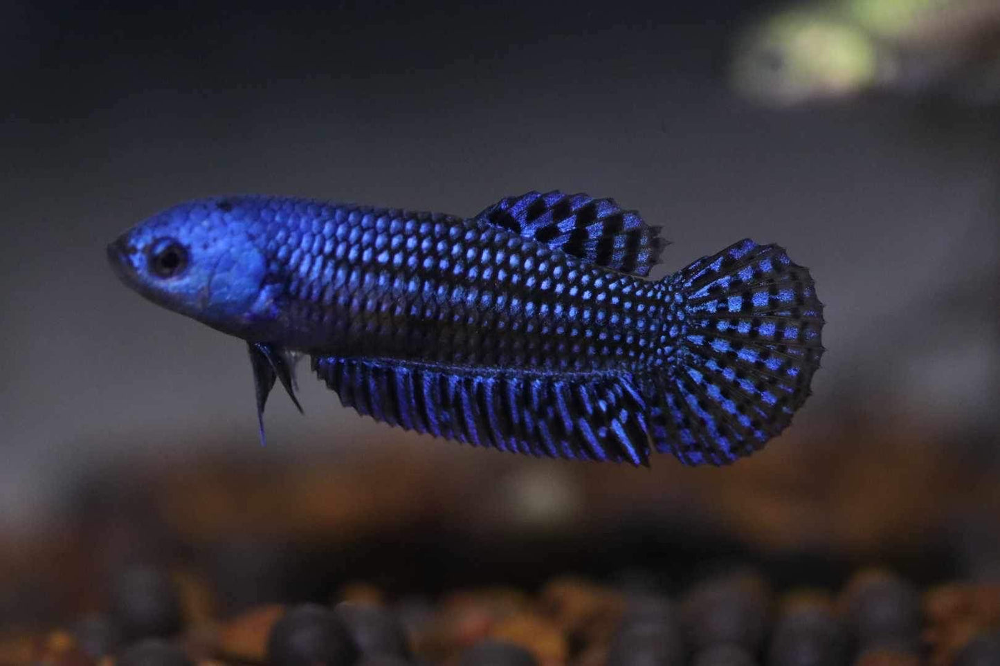 Wild Betta Alien Hybrid Blue High Quality Female – FranksBettas Genetics