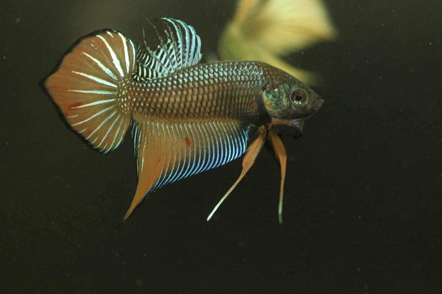 Orange Splenden High quality Male