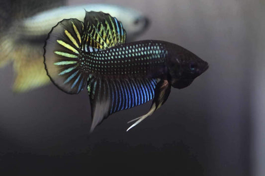 Wild betta Siambellis Green Yellow Sunrise hybrid Male- Franksbettas Bloodlines