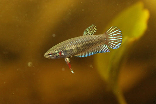 Wild original betta Splenden  Female