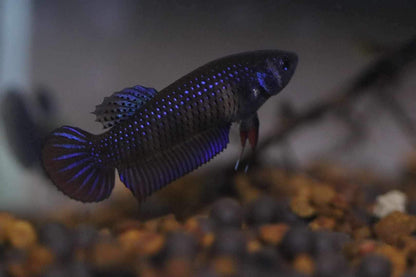 Wild Betta Imbellis Blue  HIGH QUALITY FEMALE- FranksBettas Genetics