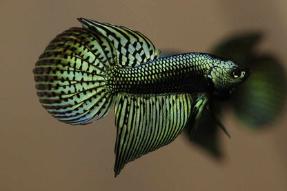 Alien Halfmoon Largetail Male - Green