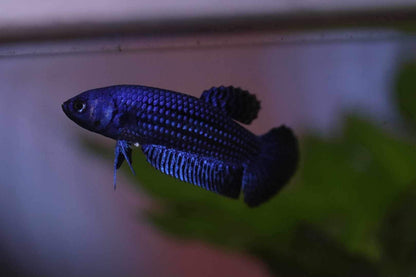 Wild Betta Alien Hybrid Blue High Quality Female – FranksBettas Genetics