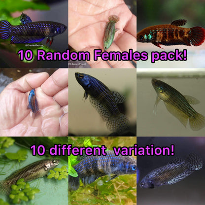 Pack of 10 random wild type females for sorority!
