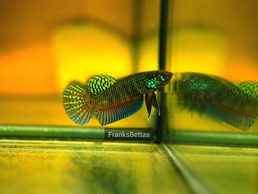 Pure Wild Betta Stiktos PAIR - Original Rare Species Stung Treng Cambodia - FranksBettas bloodlines