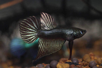 Smaragdina Carbon Male - Rare unique line from FranksBettas