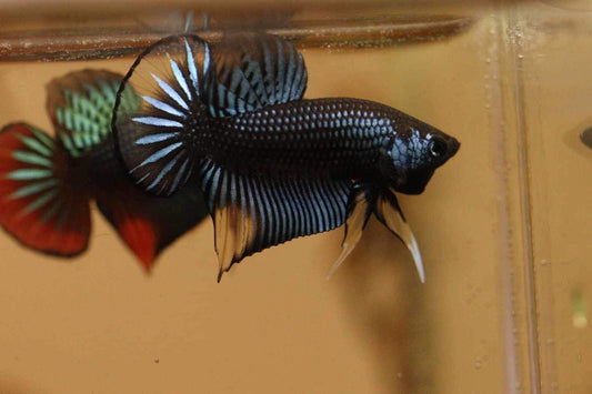 Wild Betta Imbellis Grey Yellow Hybrid - High Quality Male - FranksBettas Bloodlines